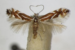 Phyllonorycter cerasicolella