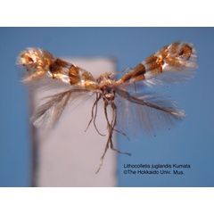 /filer/webapps/moths_gc/media/images/J/juglandis_Phyllonorycter_HT.jpg