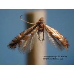 /filer/webapps/moths_gc/media/images/T/turugisana_Phyllonorycter_HT_EIHU.jpg