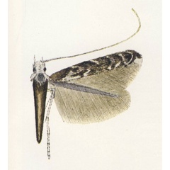 /filer/webapps/moths_gc/media/images/C/clarki_Polysoma_Vari_1961_Pl11-3.jpg