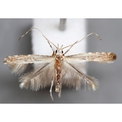 /filer/webapps/moths_gc/media/images/D/dorsilineella_Dextelia_A_Barton_IB1419.jpg