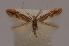 Phyllonorycter viminiella