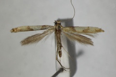 Caloptilia acerivorella