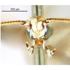 /filer/webapps/moths_gc/media/images/K/kakadu_Crotona_HT_Head1_De-Prins-etal_2025_38.jpg