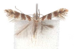 Phyllonorycter melhaniae