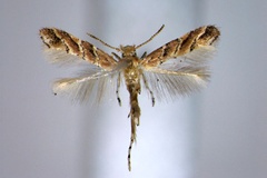 Cameraria palawanensis