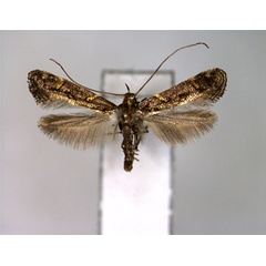 /filer/webapps/moths_gc/media/images/O/octopunctata_Gracillaria_A_EIHU_2.jpg