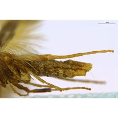 /filer/webapps/moths_gc/media/images/M/myopora_Kallia_PT_A70_legs_ANIC.jpg