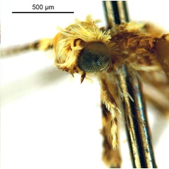 /filer/webapps/moths_gc/media/images/M/mallota_Polydema_HT_head2_ANIC.jpg