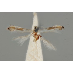 /filer/webapps/moths_gc/media/images/E/eurymochla_Phyllocnistis_ST_ANIC31-076539_dorsal.jpg