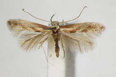 Phyllonorycter cytisifoliae