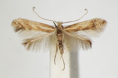 Phyllonorycter cytisifoliae