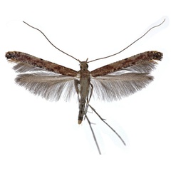 /filer/webapps/moths_gc/media/images/L/laurifoliae_Caloptilia_M_Falck_2025_701_3.jpg