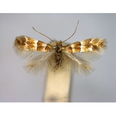 /filer/webapps/moths_gc/media/images/T/tristrigella_Phyllonorycter_A_EIHU.jpg