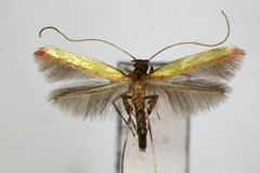 Caloptilia ariana