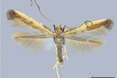Caloptilia dondavisi
