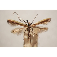 /filer/webapps/moths_gc/media/images/S/similatella_Caloptilia_A_BMNH-(E)-1409660_BMNH.jpg
