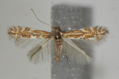 Phyllonorycter macedonica