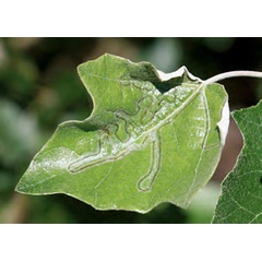 /filer/webapps/moths_gc/media/images/X/xenia_Phyllocnistis_Mine_Bengtsson_2026_29.jpg