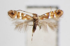Phyllonorycter viburni