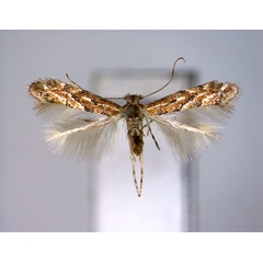 /filer/webapps/moths_gc/media/images/H/hikosana_Phyllonorycter_A_EIHU.jpg