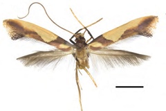 Caloptilia xanthopharella