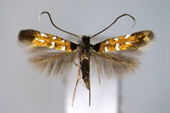 Hyloconis lespedezae