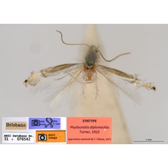 /filer/webapps/moths_gc/media/images/D/diplomochla_Phyllocnistis_ST3_ANIC.jpg