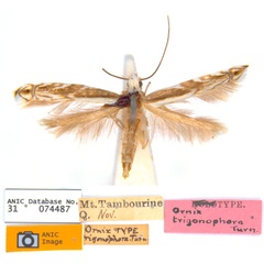 /filer/webapps/moths_gc/media/images/T/trigonophora_Epicephala_LT_ANIC.jpg