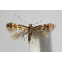 /filer/webapps/moths_gc/media/images/S/salicicolella_Phyllonorycter_A_ZSM_4.jpg