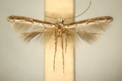 Diphtheroptila oxyloga