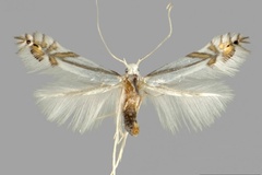 Phyllocnistis tropaeolicola