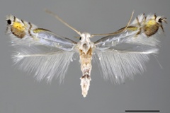 Phyllocnistis indistincta