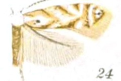 Phyllonorycter salicifoliella