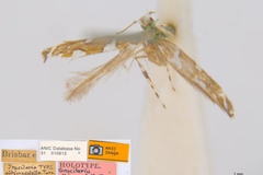 Acrocercops albomaculella
