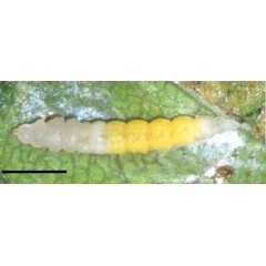 /filer/webapps/moths_gc/media/images/F/furcata_Phyllocnistis_larva_4_Cerdena_2020_134.jpg