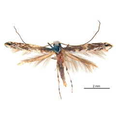 /filer/webapps/moths_gc/media/images/D/dunkensis_Epicephala_HT_ANIC.jpg