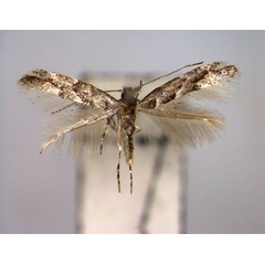 /filer/webapps/moths_gc/media/images/U/ulmi_Phyllonorycter_A_EIHU.jpg