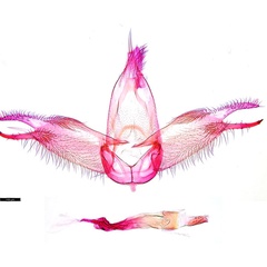 /filer/webapps/moths_gc/media/images/P/pandoxa-Cuphodes_GM_NULT025202.jpg