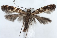 Gracillaria syringella