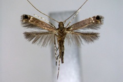 Melanocercops elaphopa