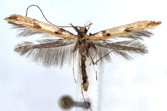 Caloptilia honoratella