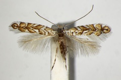 Triberta cistifoliella