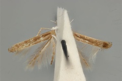 Cuphodes didymosticha