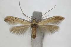 Aspilapteryx tringipennella