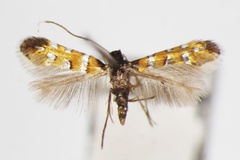 Hyloconis puerariae