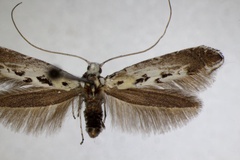 Ornixola caudulatella