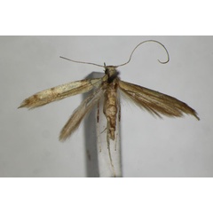 /filer/webapps/moths_gc/media/images/A/acerivorella_Caloptilia_PT_ZSM_2.jpg