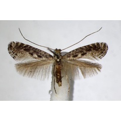 /filer/webapps/moths_gc/media/images/A/anglicella_Parornix_A_ZSM.jpg