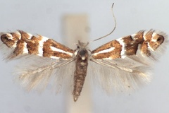 Phyllonorycter cavella